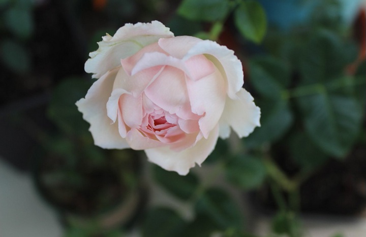 伊芙四号/四度芳香 伊芙四号/四度芳香