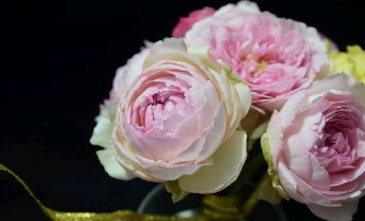 伊芙四号/四度芳香 伊芙四号/四度芳香