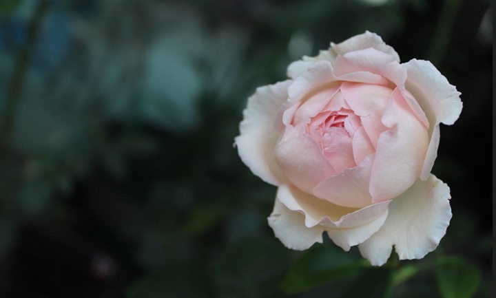 伊芙四号/四度芳香 伊芙四号/四度芳香