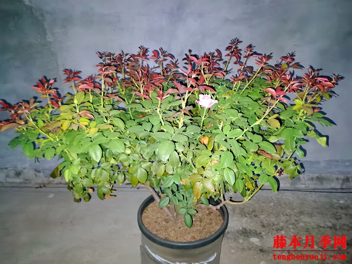 月季傻瓜式施肥指南 月季傻瓜式施肥指南