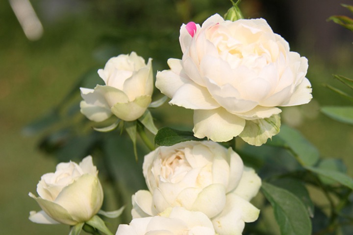 白桃草莓冻糕 白桃草莓冻糕