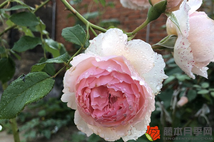 冬天月季花种植注意事项 冬天月季花种植注意事项