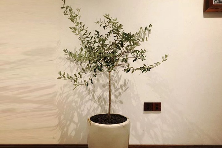 1634535623949838.jpg 油橄榄
