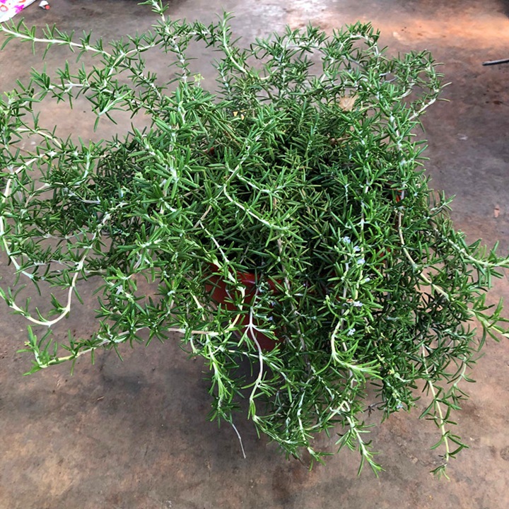迷迭香——香草里最好看的,观叶里最好吃的 迷迭香——香草里最好看的,观叶里最好吃的