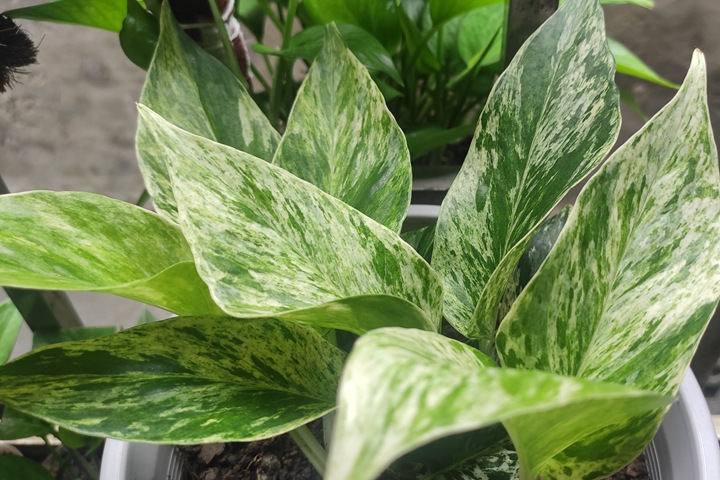 大理石皇后(Pothos 大理石皇后(Pothos