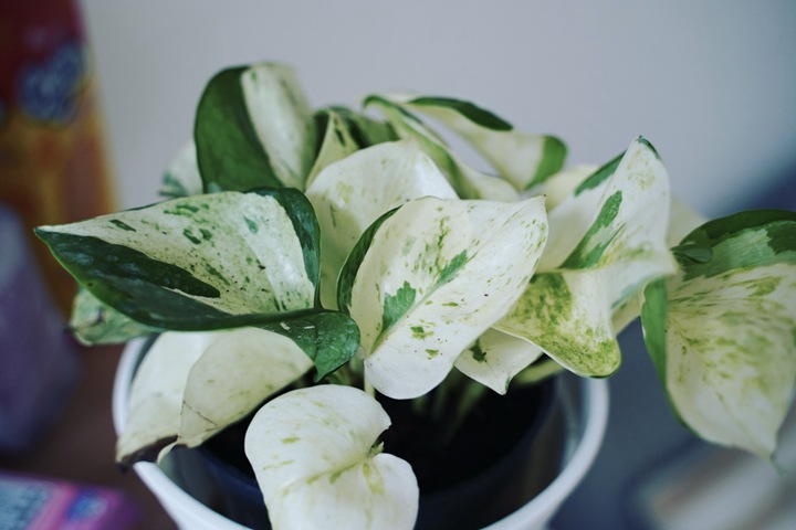 快乐叶子(Pothos 快乐叶子(Pothos