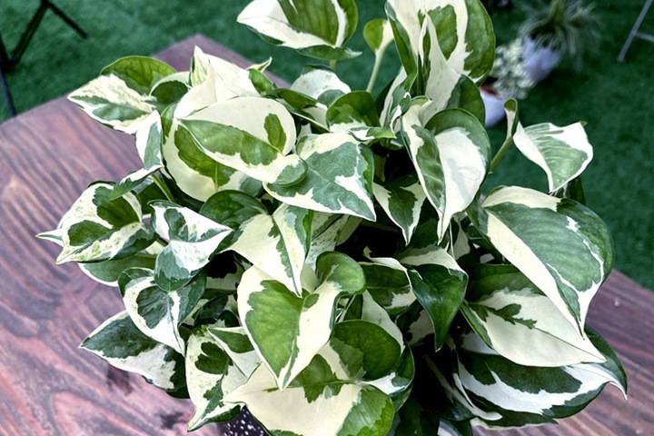 白金葛/雪花葛(Pothos 白金葛/雪花葛(Pothos
