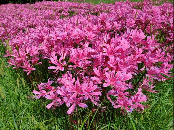 石蒜 石蒜