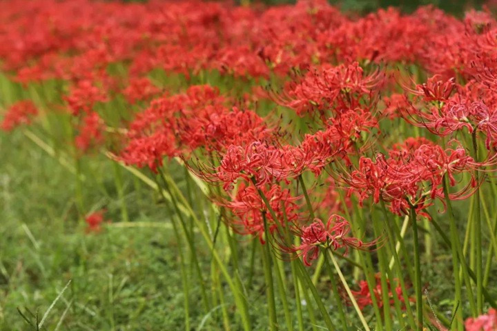石蒜 石蒜
