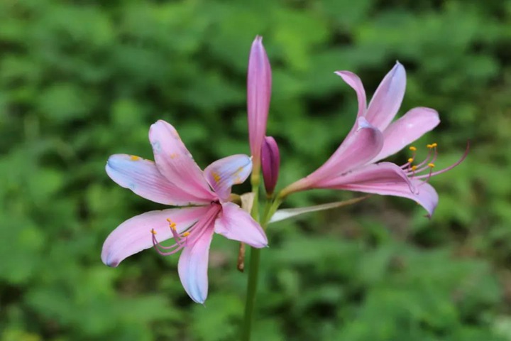 石蒜 石蒜