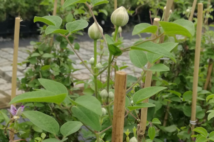 爱炫 爱炫