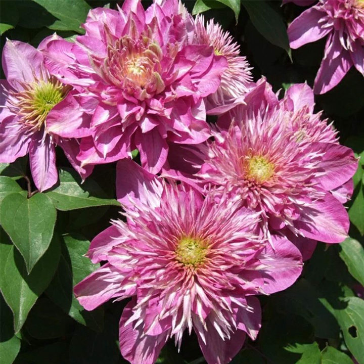 针瓣皇帝(针皇) 针瓣皇帝(针皇)