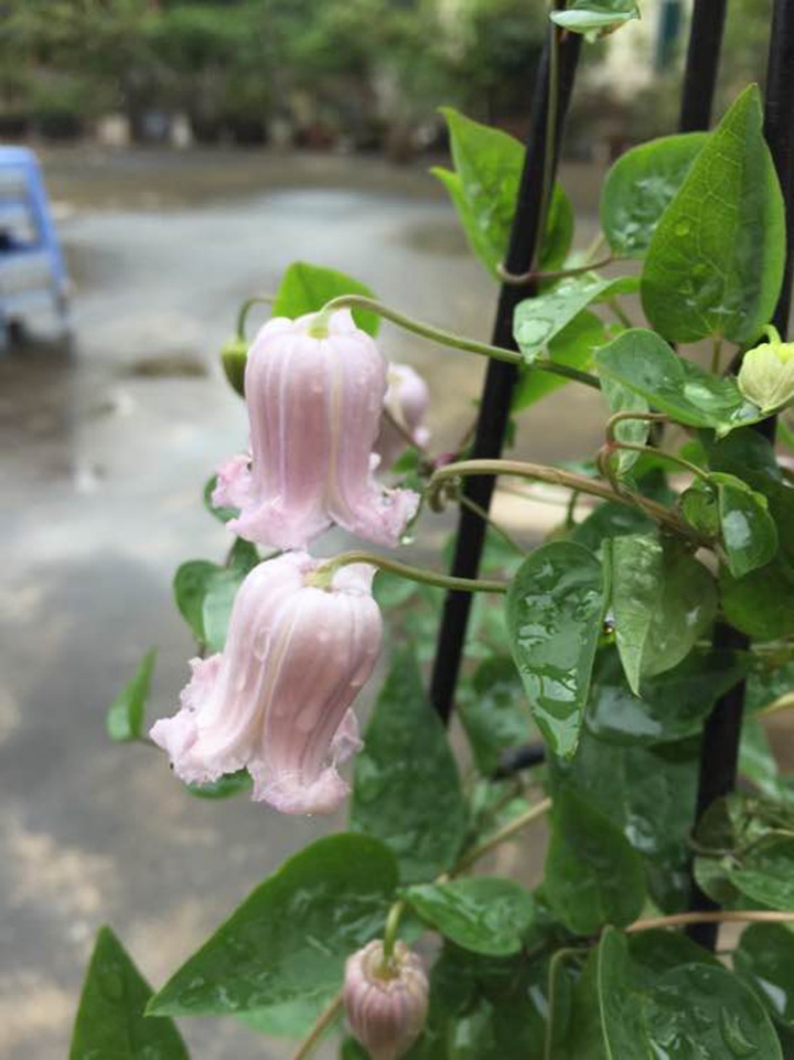 天使舞裙 天使舞裙