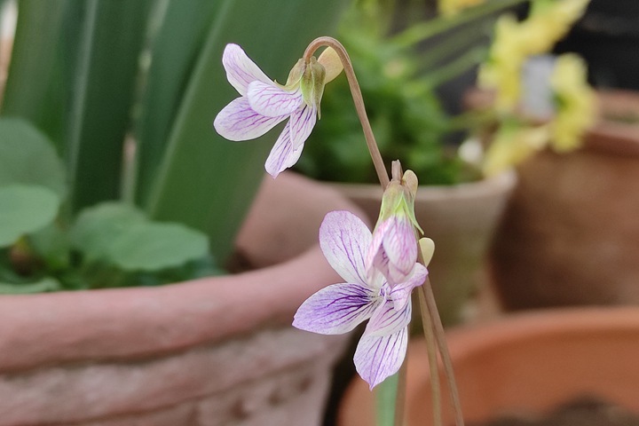 堇菜种子播种时间和方法 堇菜种子播种时间和方法