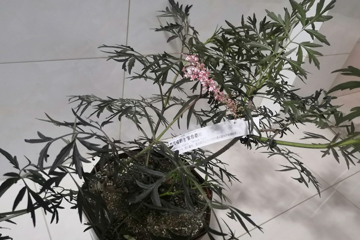 暗黑系植物——黑色蕾丝接骨木 暗黑系植物——黑色蕾丝接骨木