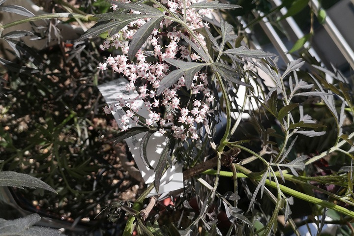 暗黑系植物——黑色蕾丝接骨木 暗黑系植物——黑色蕾丝接骨木
