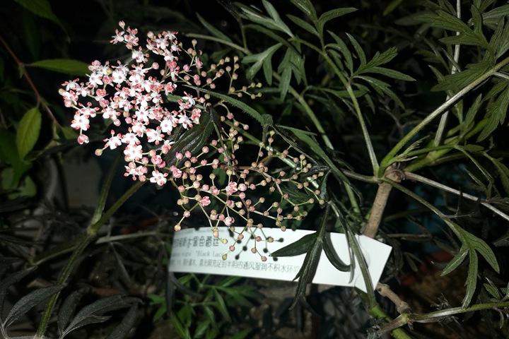 暗黑系植物——黑色蕾丝接骨木 暗黑系植物——黑色蕾丝接骨木