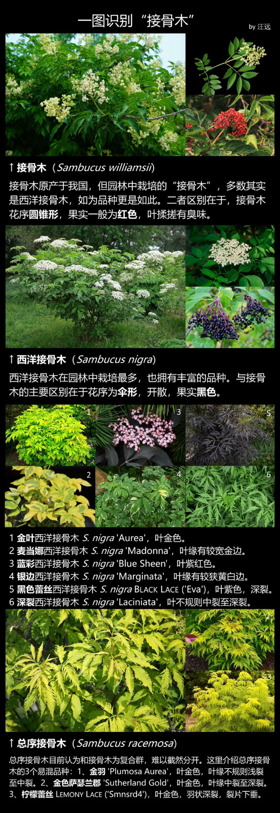 常见的接骨木品种及图片 常见的接骨木品种及图片