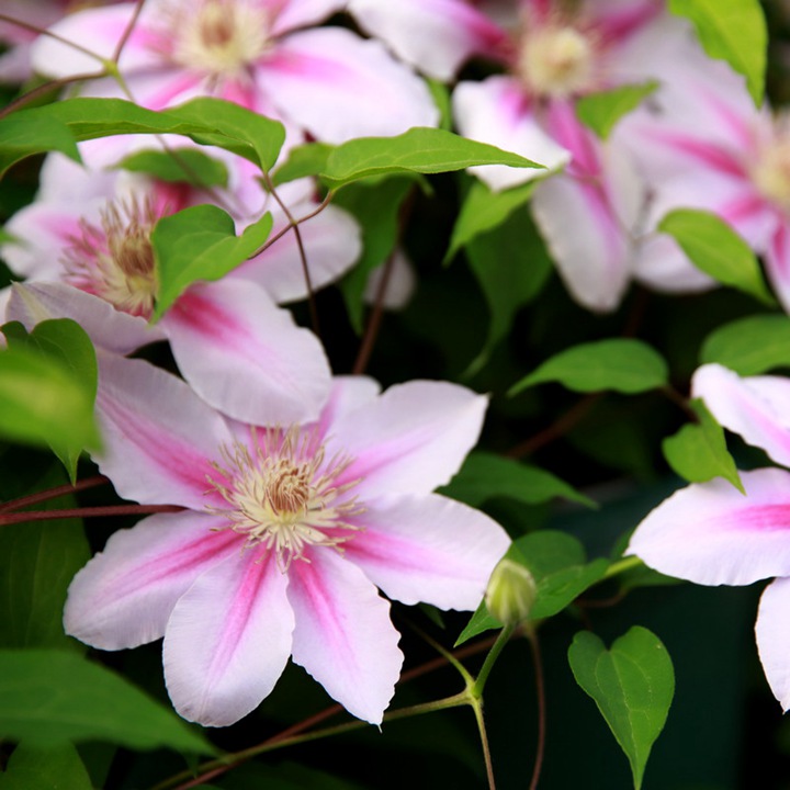 蜜蜂之恋/庆典 蜜蜂之恋/庆典