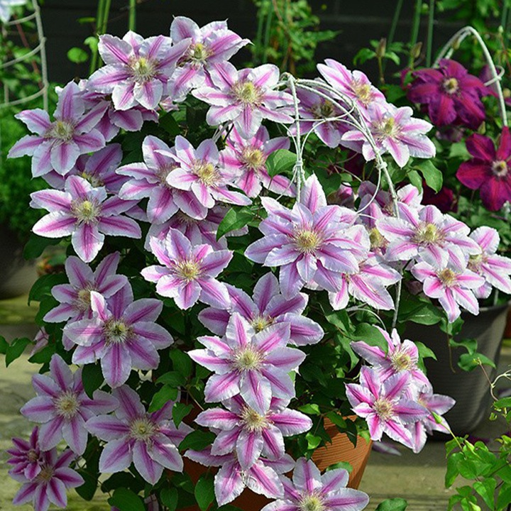 蜜蜂之恋/庆典 蜜蜂之恋/庆典