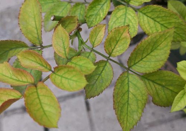 月季叶子花花绿绿,不是出锦是出问题了! 月季叶子花花绿绿,不是出锦是出问题了!
