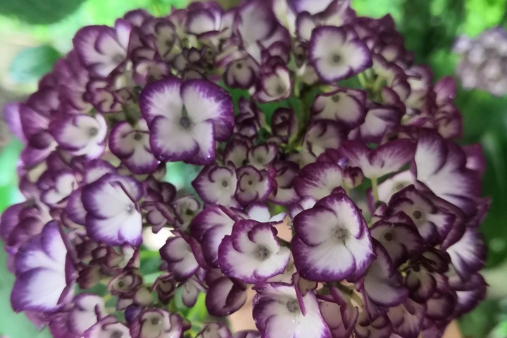美佳子绣球花 美佳子绣球花