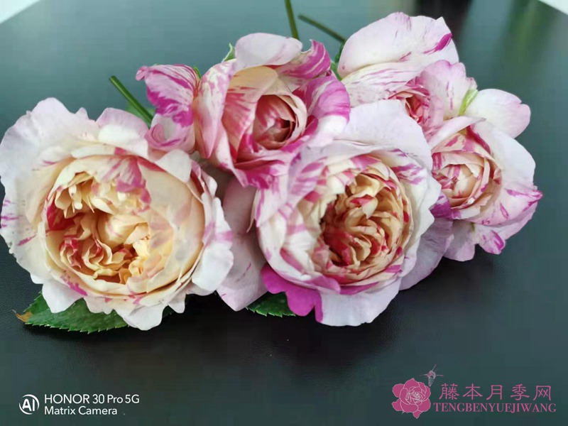马奈月季的优缺点 马奈月季的优缺点