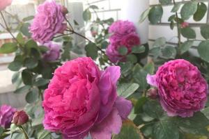 伊芙胭脂香水月季勤花吗