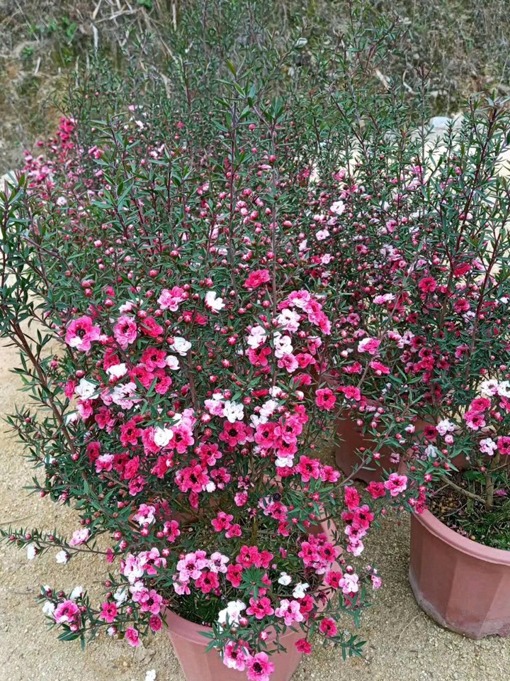 松红梅怎么养才能开花(松红梅种植常见问题) 松红梅怎么养才能开花(松红梅种植常见问题)