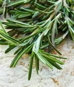哪些花园植物具有驱蚊功效?