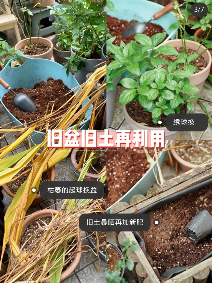 郁金香种植方法与技巧(多图详解) 郁金香种植方法与技巧(多图详解)