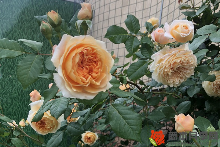 如何养大一棵月季小苗 如何养大一棵月季小苗