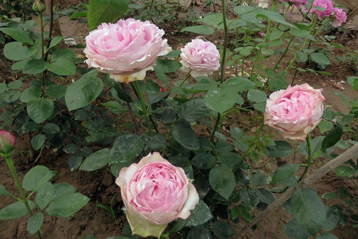 伊芙光Yves Light 伊芙光Yves Light