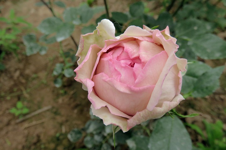 伊芙光Yves Light 伊芙光Yves Light