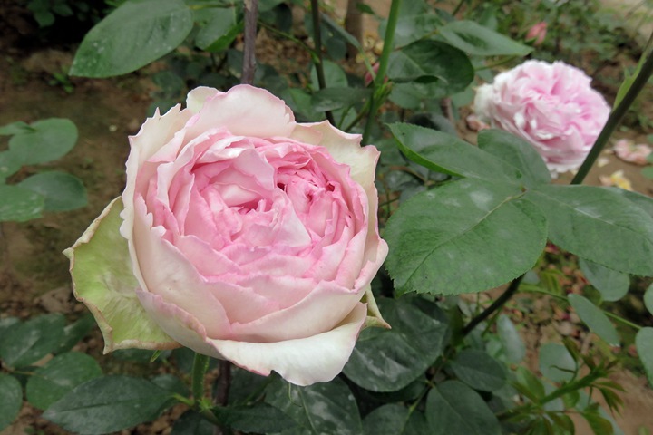 伊芙光Yves Light 伊芙光Yves Light