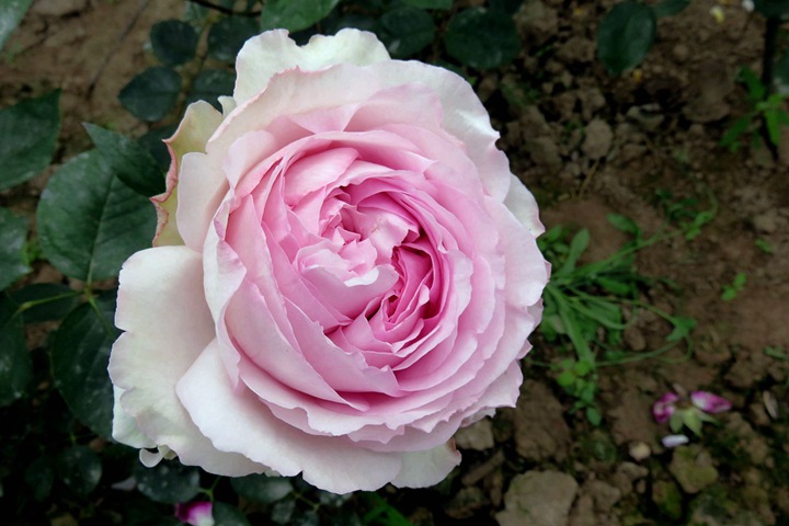 伊芙光Yves Light 伊芙光Yves Light