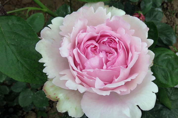 伊芙光Yves Light 伊芙光Yves Light