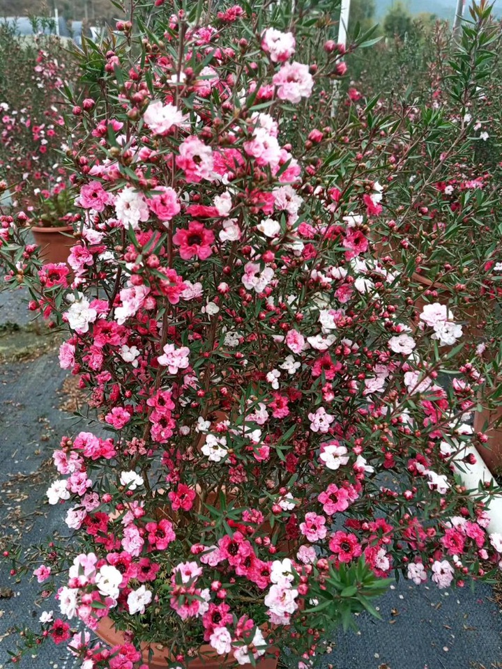 松红梅一年开几次花(花期有多久) 松红梅一年开几次花(花期有多久)