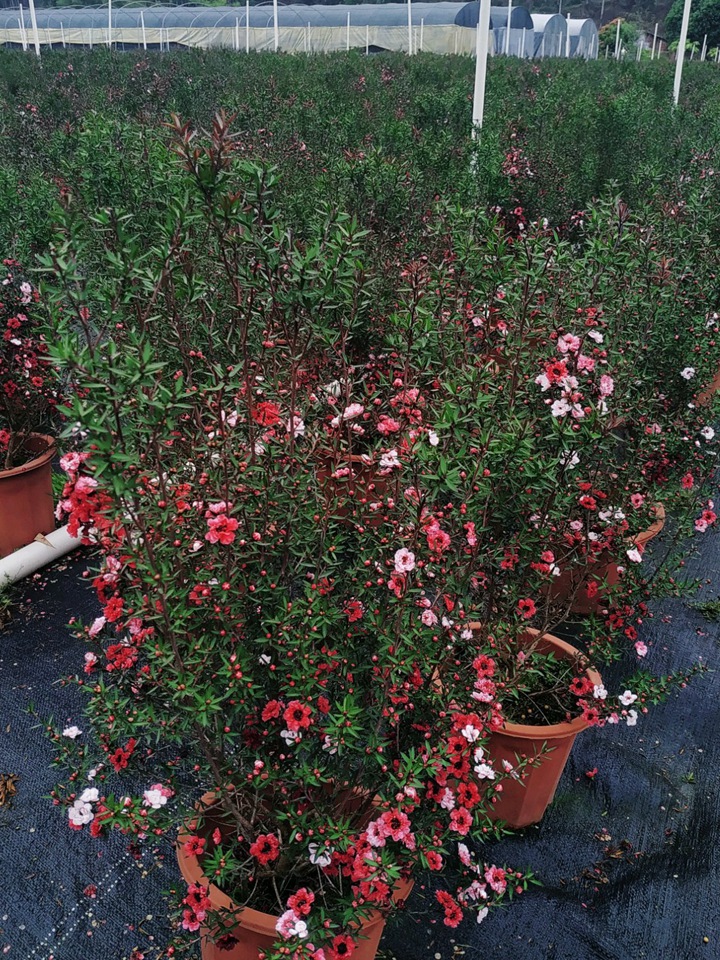 松红梅一年开几次花(花期有多久) 松红梅一年开几次花(花期有多久)