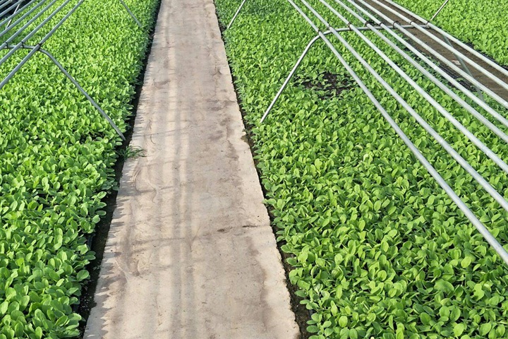西兰花种子怎么催芽,什么时候播种 西兰花种子怎么催芽,什么时候播种