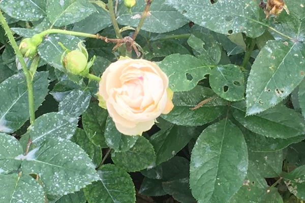 月季换盆适合秋天还是冬天? 月季换盆适合秋天还是冬天?