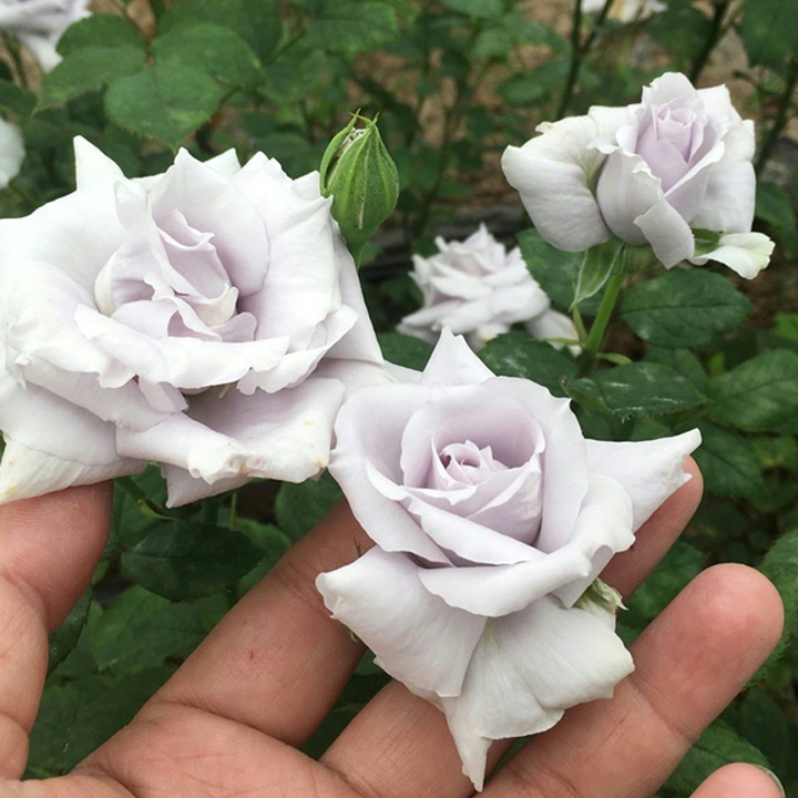 青龙Seiryu 青龙Seiryu