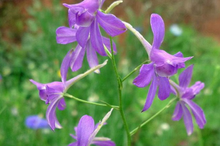 千鸟草种子图片_价格_种植方法 千鸟草种子图片_价格_种植方法