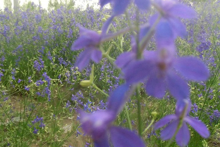 千鸟草种子图片_价格_种植方法 千鸟草种子图片_价格_种植方法