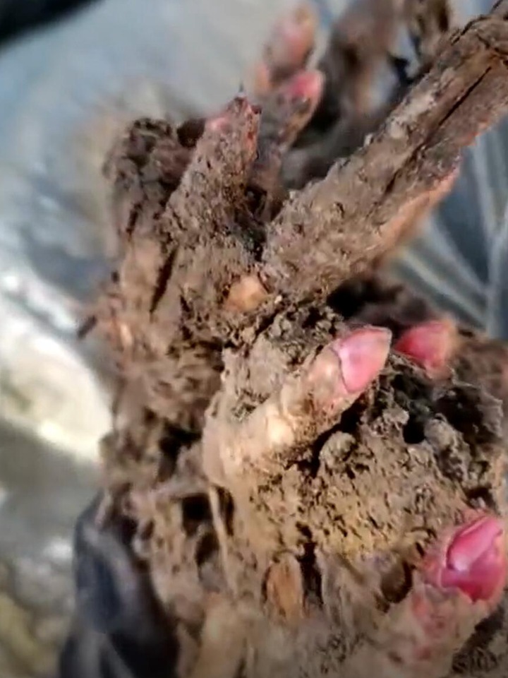 种芍药花用什么土最好,要把芽露出来吗 种芍药花用什么土最好,要把芽露出来吗