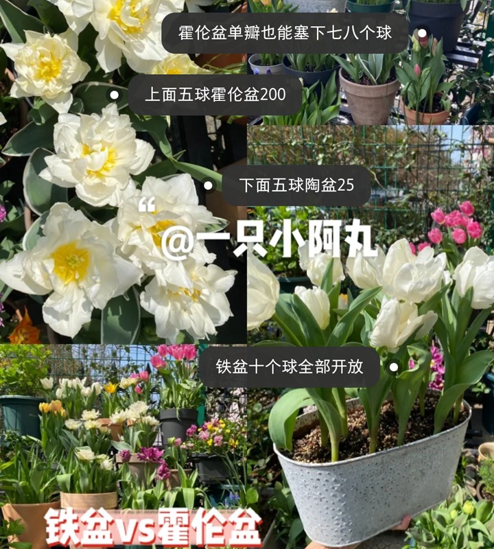 郁金香用什么盆种植,盆栽用什么土比较好 郁金香用什么盆种植,盆栽用什么土比较好