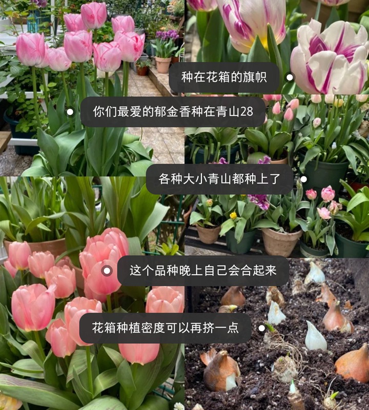 郁金香用什么盆种植,盆栽用什么土比较好 郁金香用什么盆种植,盆栽用什么土比较好