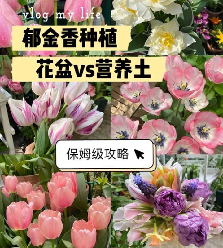 郁金香用什么盆种植,盆栽用什么土比较好 郁金香用什么盆种植,盆栽用什么土比较好