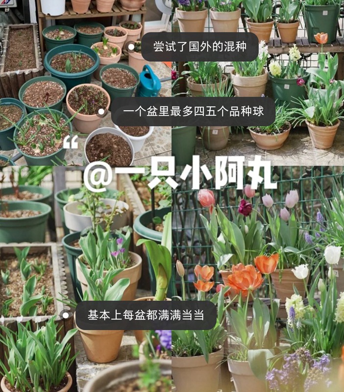 郁金香用什么盆种植,盆栽用什么土比较好 郁金香用什么盆种植,盆栽用什么土比较好