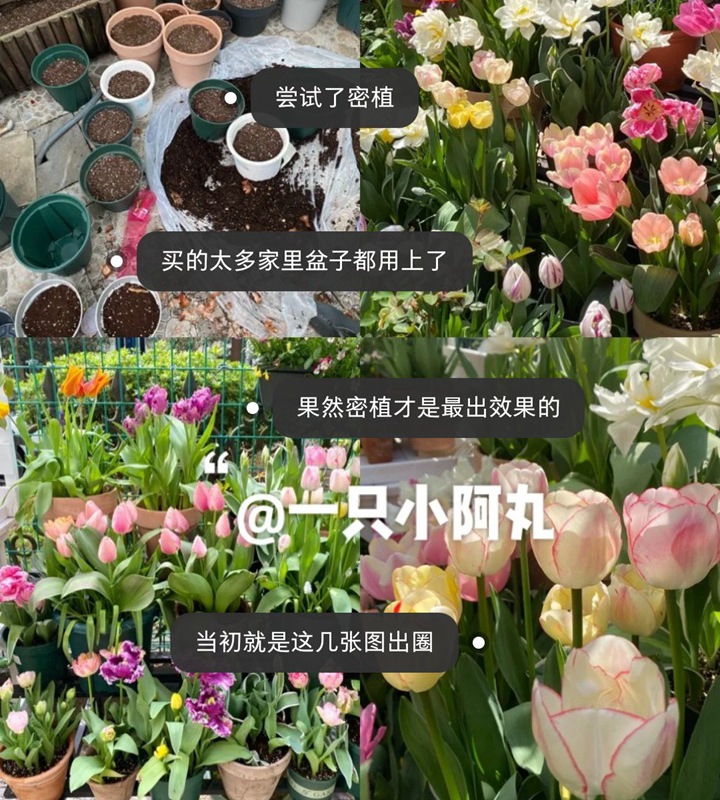 郁金香用什么盆种植,盆栽用什么土比较好 郁金香用什么盆种植,盆栽用什么土比较好